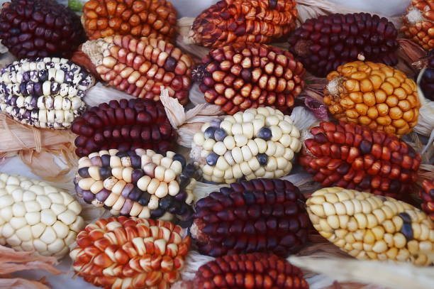 トウモロコシの穂軸の種類 - autumn corn indian corn decoration ストックフォトと画像