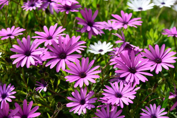 istock Magaritan flowering in Spain 839065498