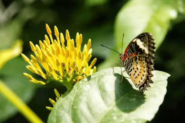 Backside view of yellow orange colorful butterfly with its wings upwards sitting on green leaf looking at yellow flower.