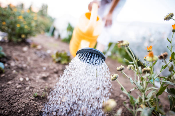 istock Watering plants in the garden 839072392