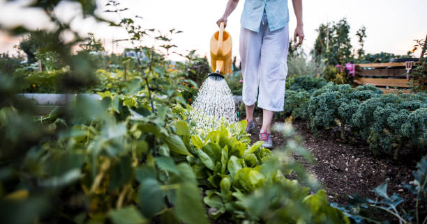 eau les plantes dans le jardin - watering can growth watering gardening photos et images de collection