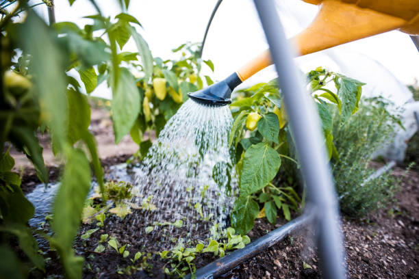 istock Watering plants in the garden 839072516