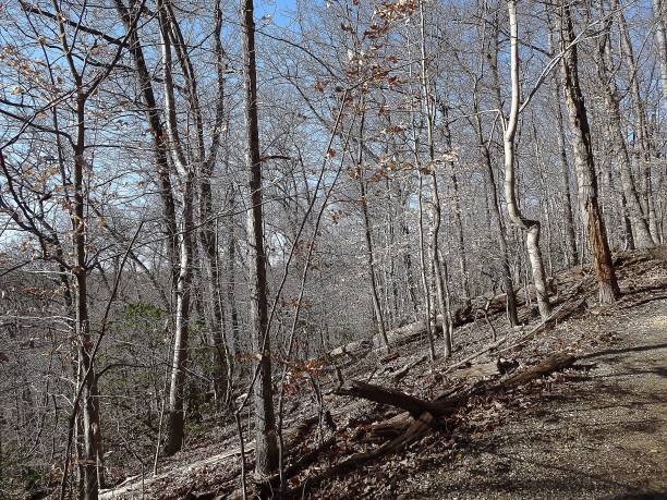 istock winter landscape in a brown forest with blue clear sky 839072700