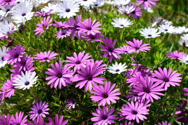 istock Magaritan flowering in Spain 839073340