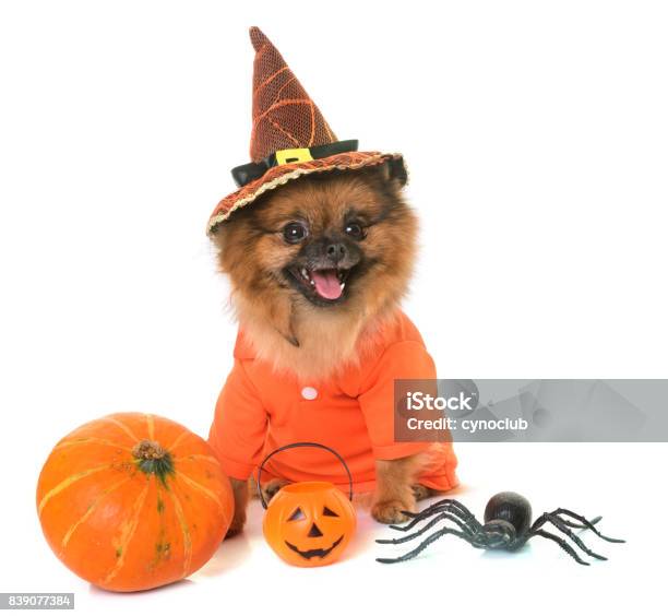 Pommersche Spitz Und Halloween Stockfoto und mehr Bilder von Halloween - Halloween, Freisteller – Neutraler Hintergrund, Hund