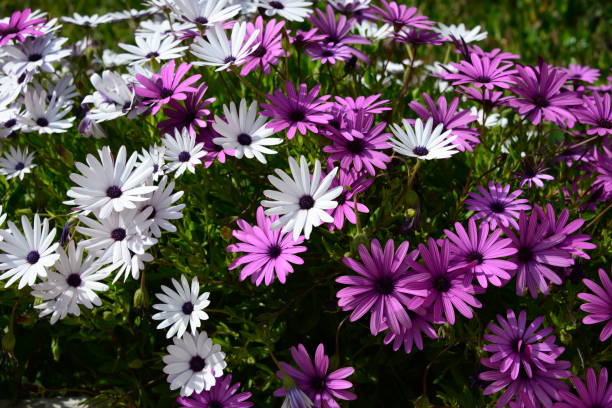 istock Magaritan flowering in Spain 839081450