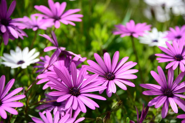 istock Magaritan flowering in Spain 839088348