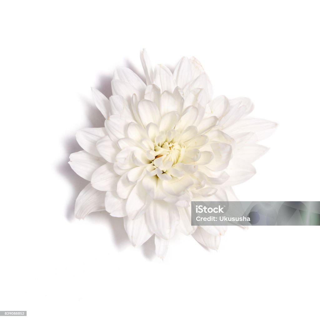 Flor de crisantemo blanco sobre un fondo blanco - Foto de stock de Blanco - Color libre de derechos