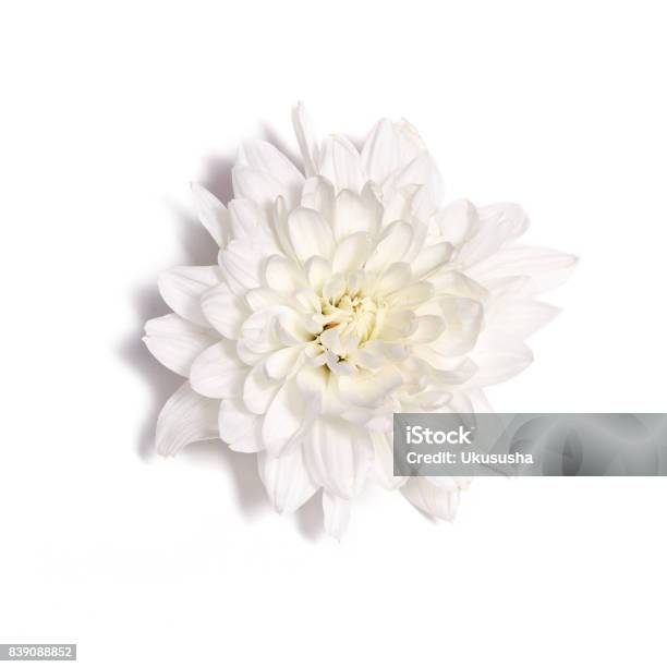 Flor De Crisantemo Blanco Sobre Un Fondo Blanco Foto de stock y más banco de imágenes de Blanco - Color - Blanco - Color, Crisantemo, Fondo blanco