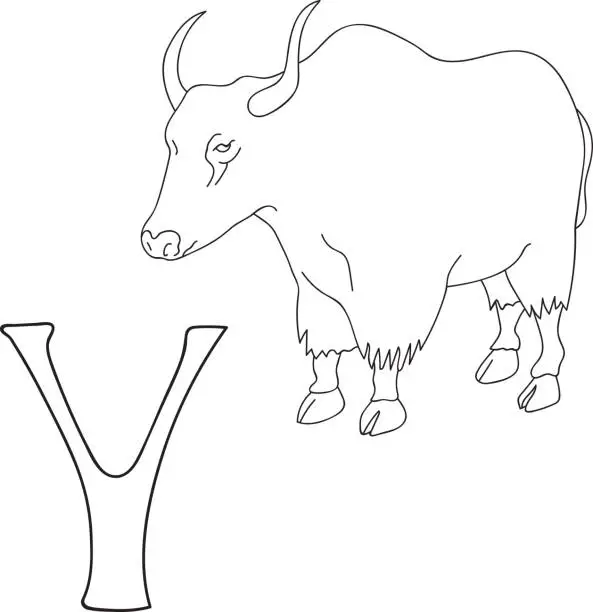 Vector illustration of Vector hand drawn illustration capital letter Y on alphabet card. Black and white realistic yak isolated. Kids ABC, school education. Coloring page