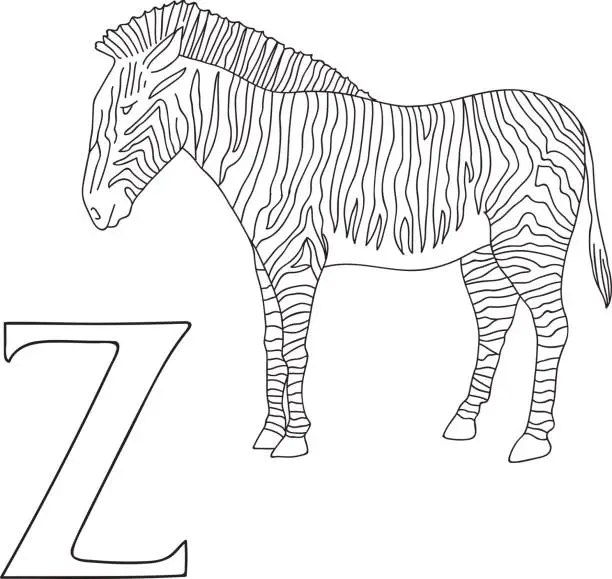 Vector illustration of Vector hand drawn illustration capital letter Z on alphabet card. Black and white realistic zebra isolated. Kids ABC, school education. Coloring page