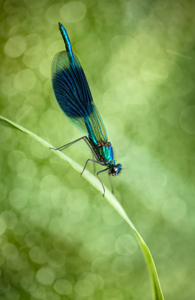 istock Banded Demoiselle 839105230