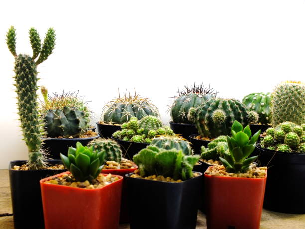 istock succulents and cactus in flowerpot on white background 839126692