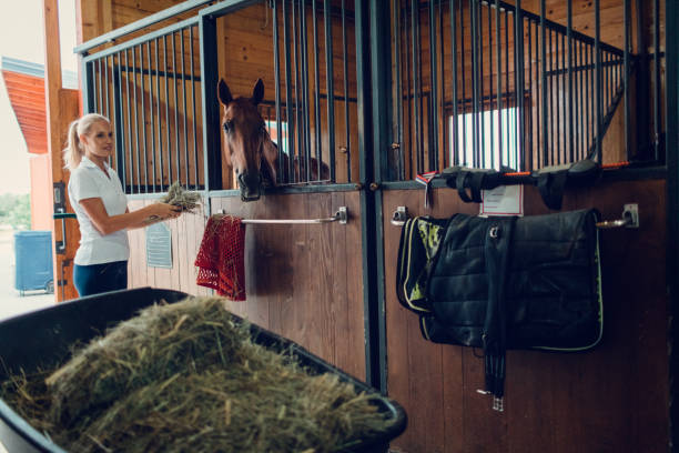 Woman in a barn with her horse. Standing in stable and feeding him.