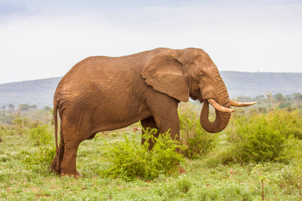 istock african bush elephant walking in a green savannah 839131756