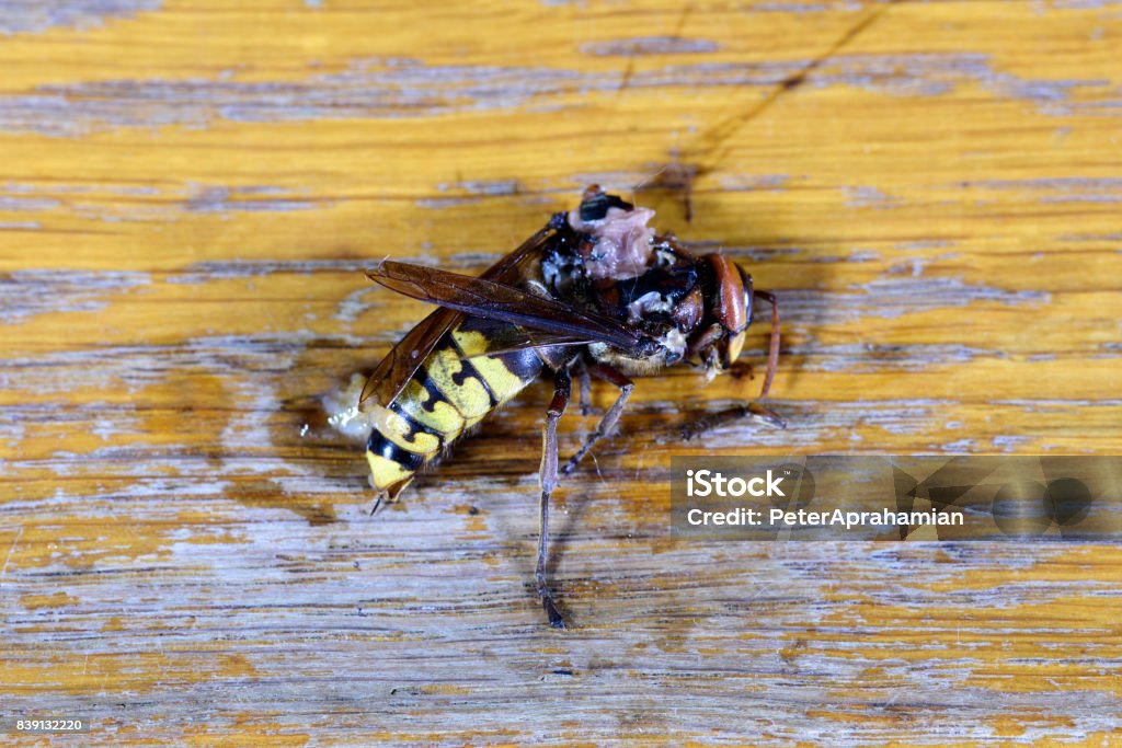Squashed Rabbit Ptc Dead Hornet Squashed Stock Photo - Download Image Now - Crushed, Dead ...