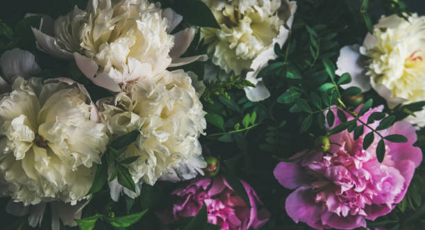 istock White and pink peony flowers over dark background 839133374