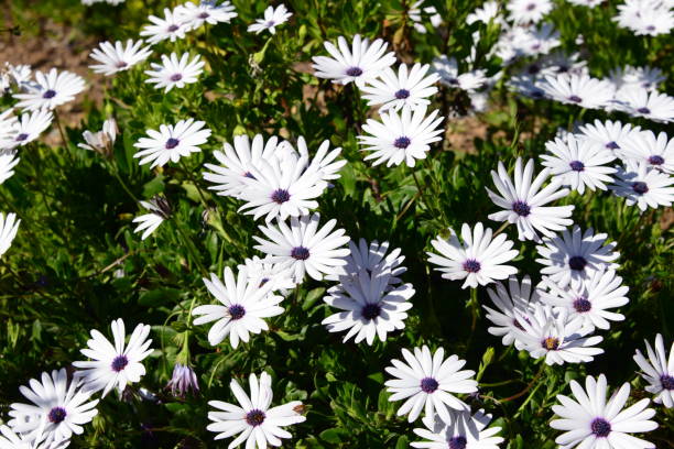 istock Magaritan flowering in Spain 839142960