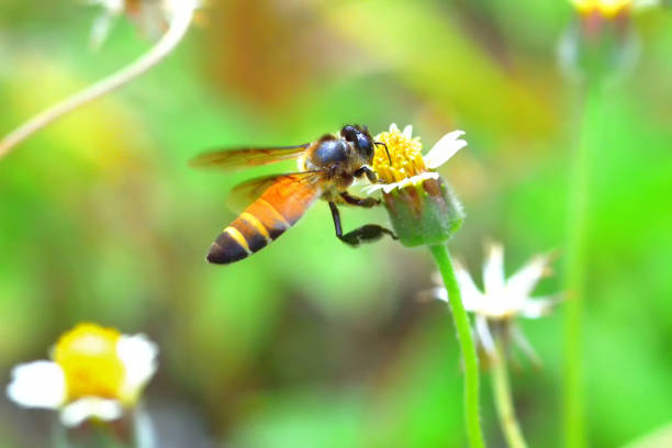 istock a Bee flying to the beautiful flower 839147510