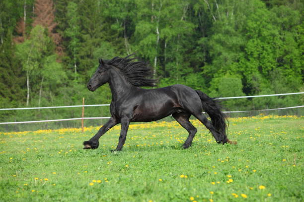 istock Friesian Horse stallion gallops 839148576