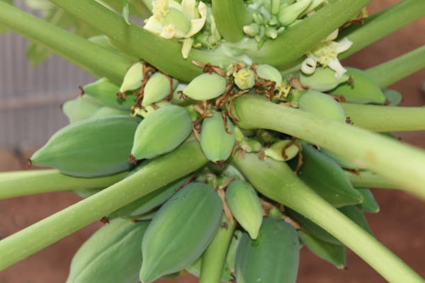 istock The beautiful papaya 839158476