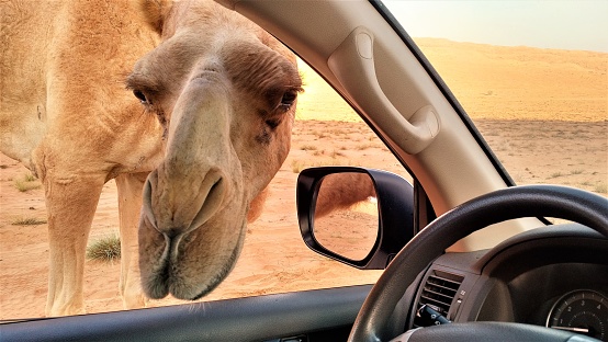 Curious Camels in the Wahiba Sands of the Arabian Desert - Oman's Empty Quarter