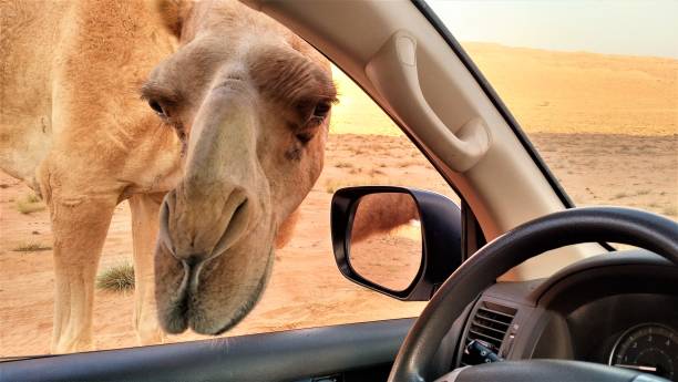 Travelling to Middle East Curious Camels in the Wahiba Sands of the Arabian Desert - Oman's Empty Quarter flared nostril photos stock pictures, royalty-free photos & images