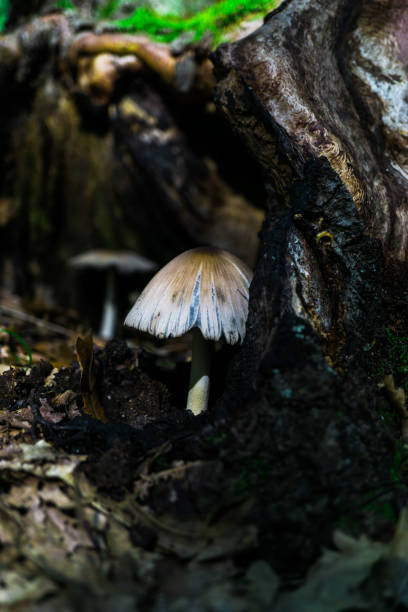 дикие грибы - monica moss стоковые фото и изображения