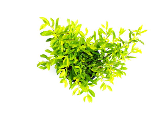 istock green plant isolated collection on white background 839161684
