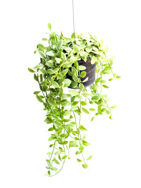 istock green plant hanging isolated collection on white background 839162928