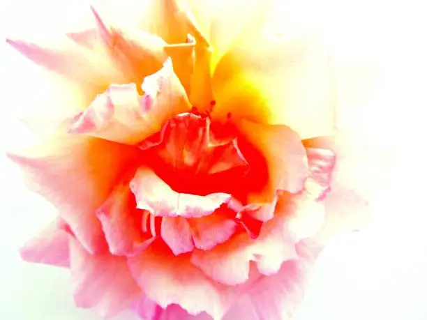 Photo of Wild rose with artistic effect