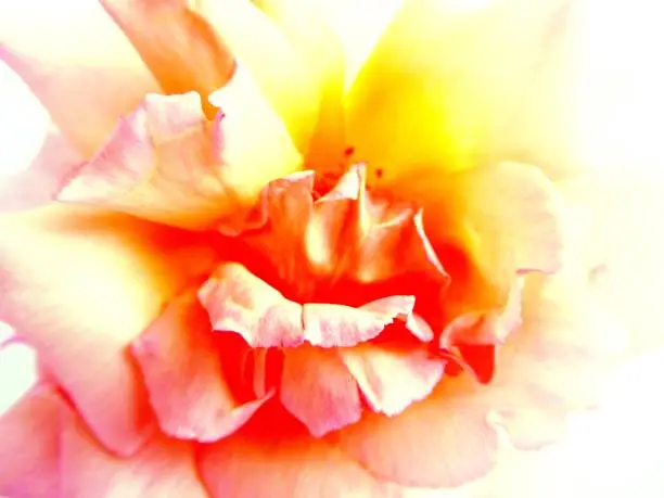 Photo of Wild rose with artistic effect