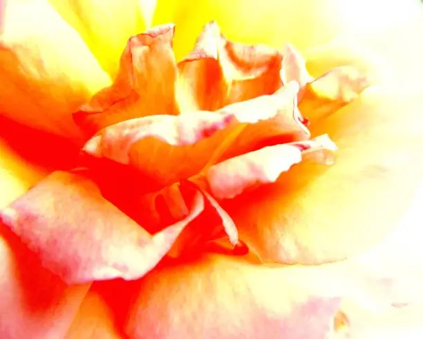 Photo of Wild rose with artistic effect