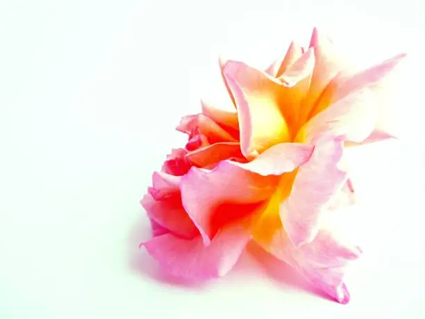 Photo of Wild rose with artistic effect