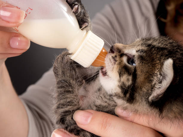 istock Little baby kitten suck pacifier in vet cabbinet 839170650