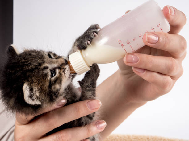 istock Little baby kitten suck pacifier in vet cabbinet 839170672