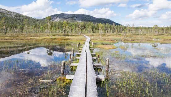 A boardwalk traverses a watery bog in Pyhä-Luosto national park during the summertime.