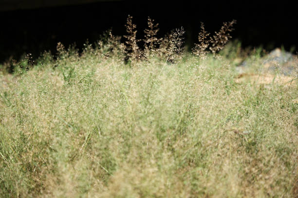istock Brown with Green Grass flower 839174290