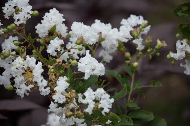 istock Close up white Tabebuia rosea blossom 839174404