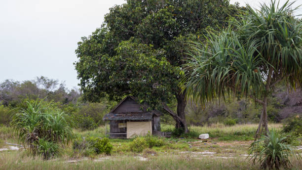 местная хижина в джунглях indonasia калимантан - sidemen стоковые фото и изображения