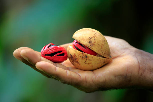 Nutmeg in hand Nutmeg in a farmers hand with green background nutmeg stock pictures, royalty-free photos & images