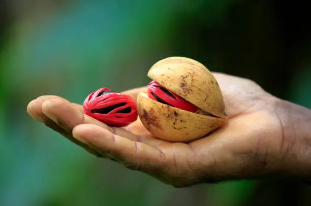 Nutmeg in a farmers hand with green background