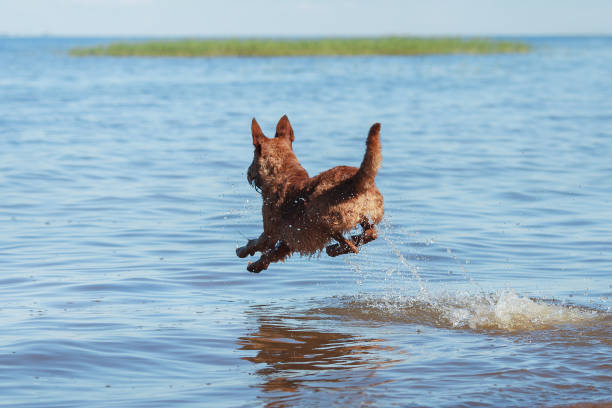 Rear view of a teenage boy on summer vacations jumping into the water and a dog standing on seashore