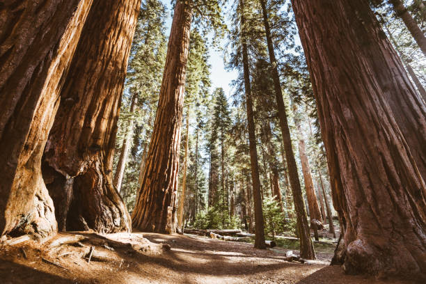 sequoia nationalpark bäume - sequoiabaum stock-fotos und bilder