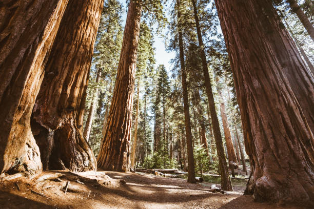 parque nacional de sequoias - ancient tree usa california - fotografias e filmes do acervo