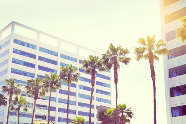 istock Palms on a boulevard hollywood on a building background in sunlight 839185060