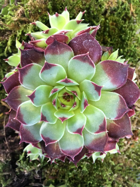 istock Succulent plant flower 839185284