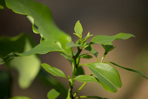 istock Leaf of Cinnamomum camphora tree 839185718