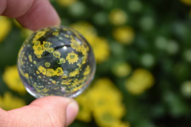 istock Flowers in the nursery Through a crystal ball 839188002