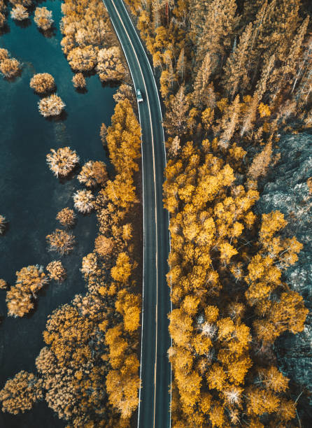 istock forest aerial view from helicopter 839193624